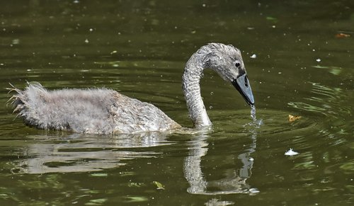 swan  young animal  water bird