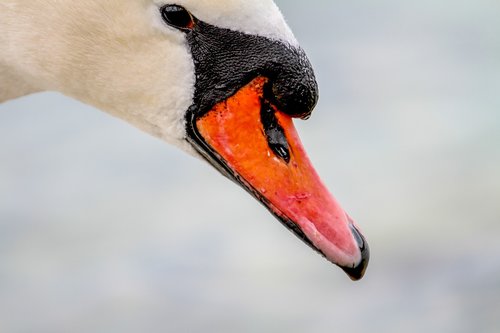 swan  head  animal world