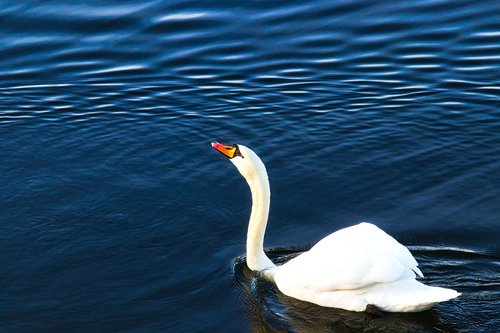swan  animal  water