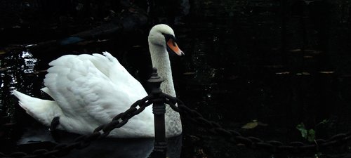 swan  pond  nature