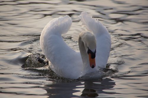 swan water wave