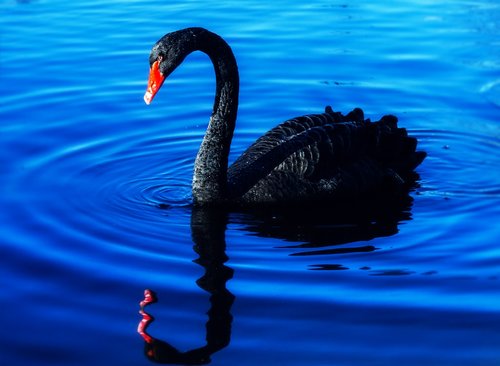 swan  lake  mourning swan