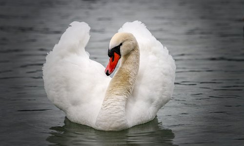 swan  animal world  water