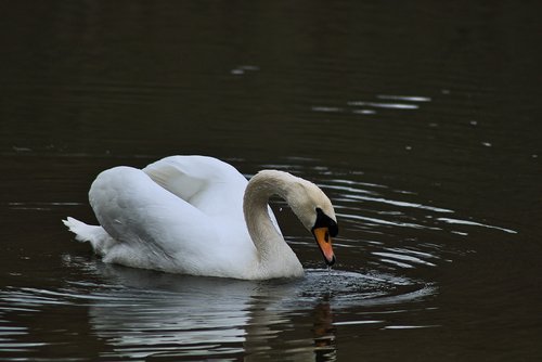 swan  water  animal