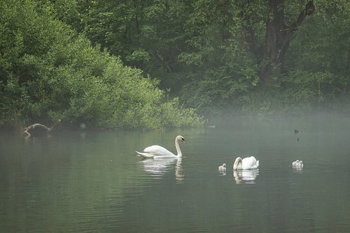 swan  lake  water