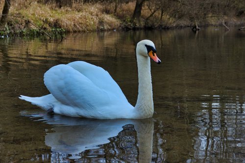 swan  water  animal