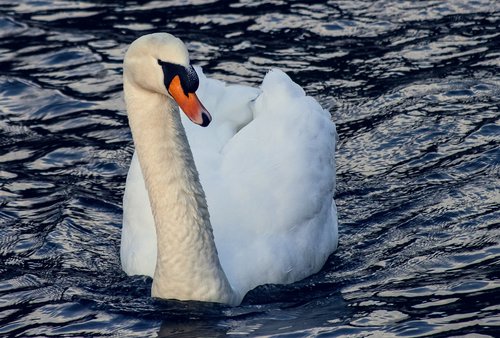 swan  bird  white