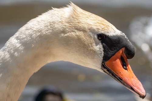 swan  waterfowl  nature