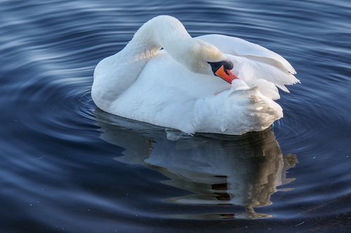 swan  winter  water birds