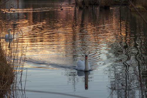 swan  lake  mirroring