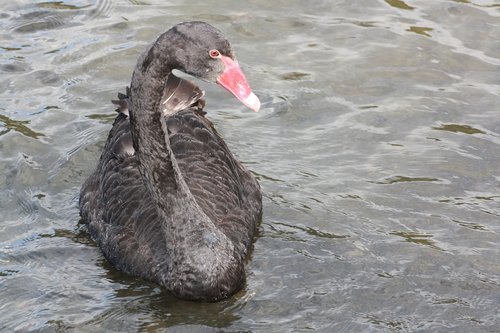 swan  black swan  lake
