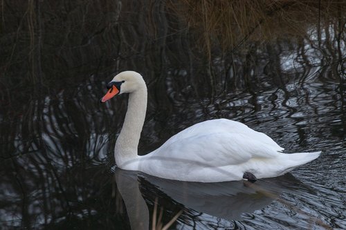 swan  lake  water