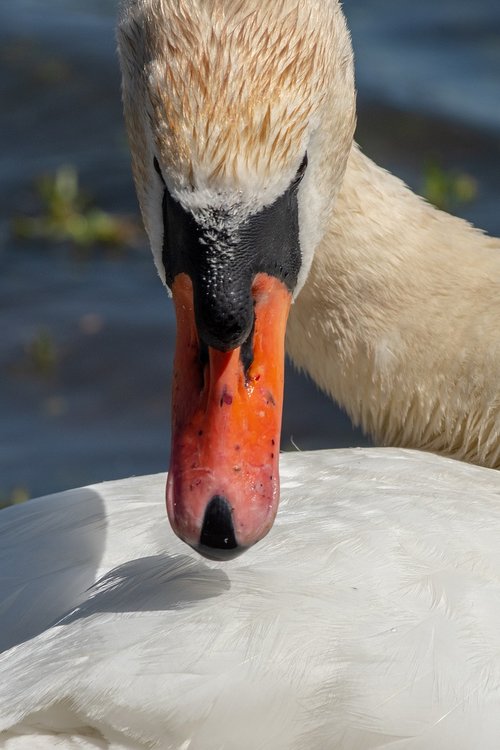 swan  waterfowl  water