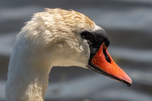 swan  waterfowl  water