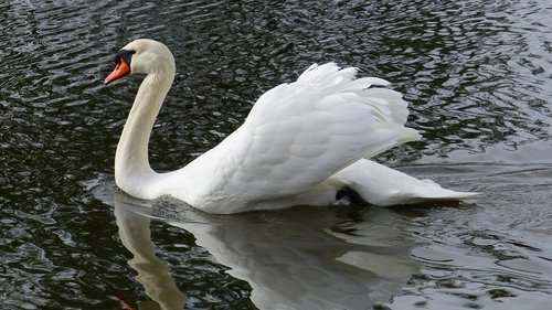 swan  white  nature