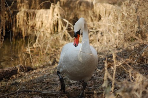 swan  beak  feathers