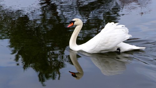 swan  pond  water