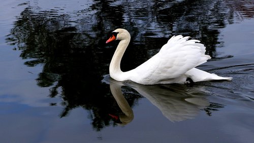 swan  bird  water