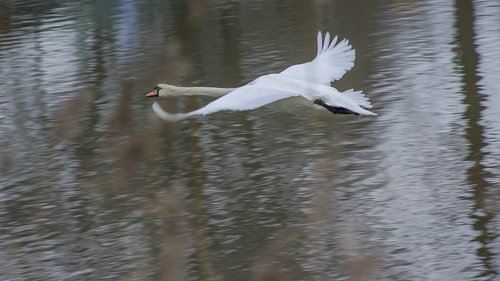 swan  fly  water