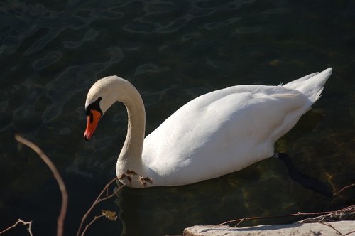 swan  swans  nature