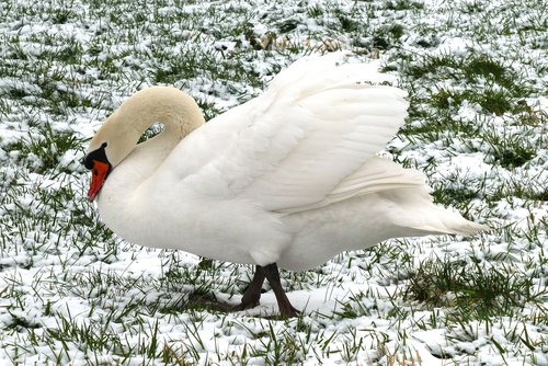 swan  feathers  waterfowl