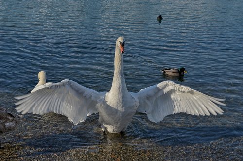 swan  water  lake