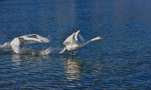 swan  water  escape