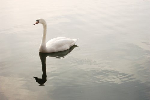 swan  lake  pond