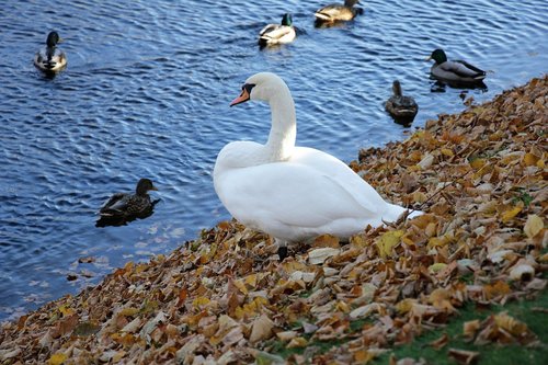 swan  bird  park