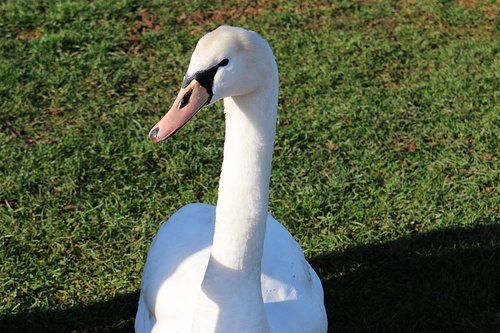 swan  beautiful  graceful