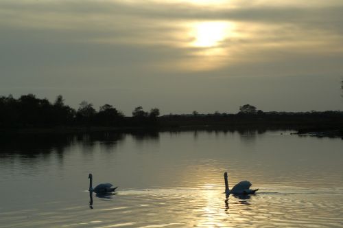 swan lake sunset