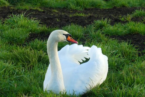 swan  pasture  white feathers