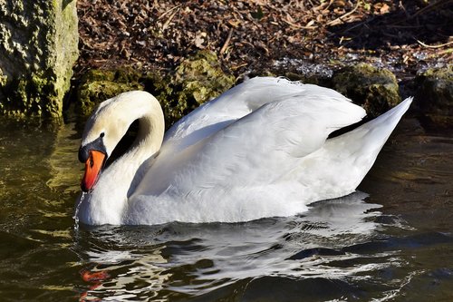 swan  water bird  schwimmvogel