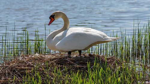 swan  nest  bird