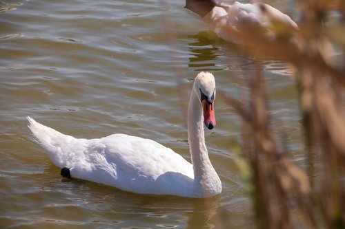 swan  lake  water