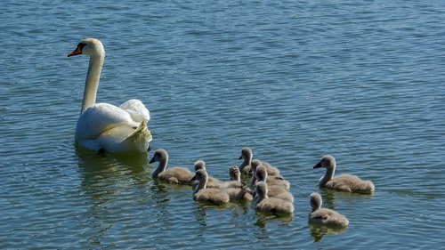 swan  the brood  animal