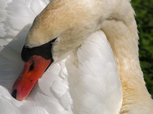 swan  water bird  plumage
