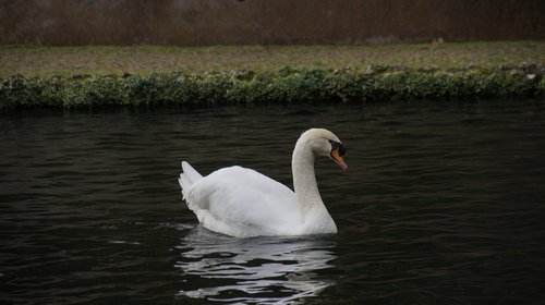 swan  lake  nature