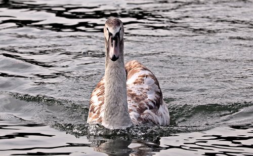 swan  young swan  water