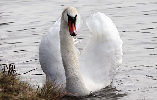 swan  white swan  water