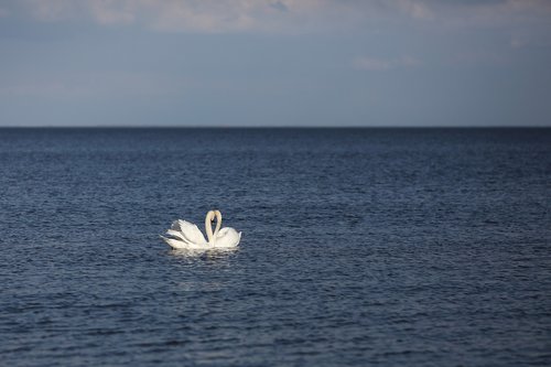 swan  bird  animal