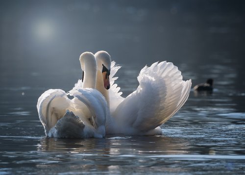 swan  pair  love