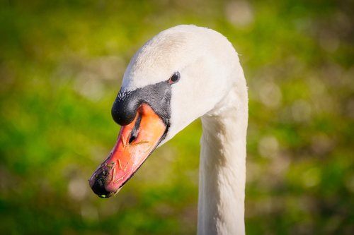 swan  head  portrait