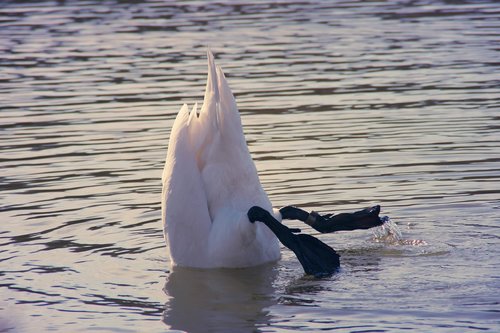 swan  water  swim