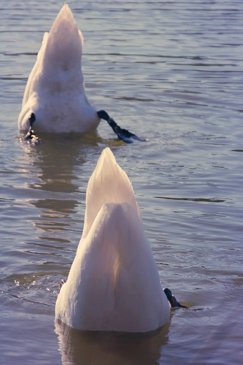 swan  diving  together