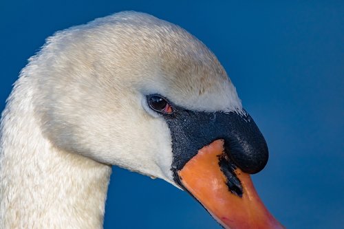 swan  eye  animal