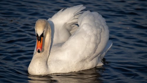 swan  water  bird