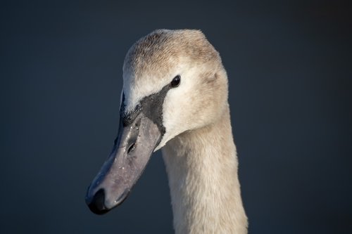 swan  young animal  head