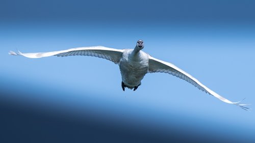 swan  waterfowl  flight