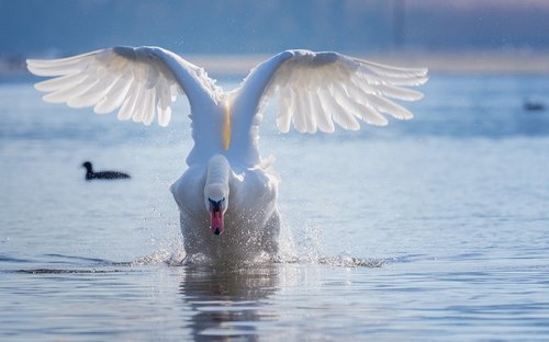 swan  flight  start